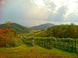Charlottesville Vineyards and Wineries