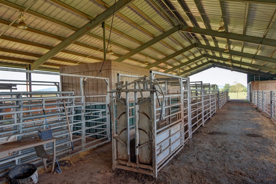 orange va livestock auction