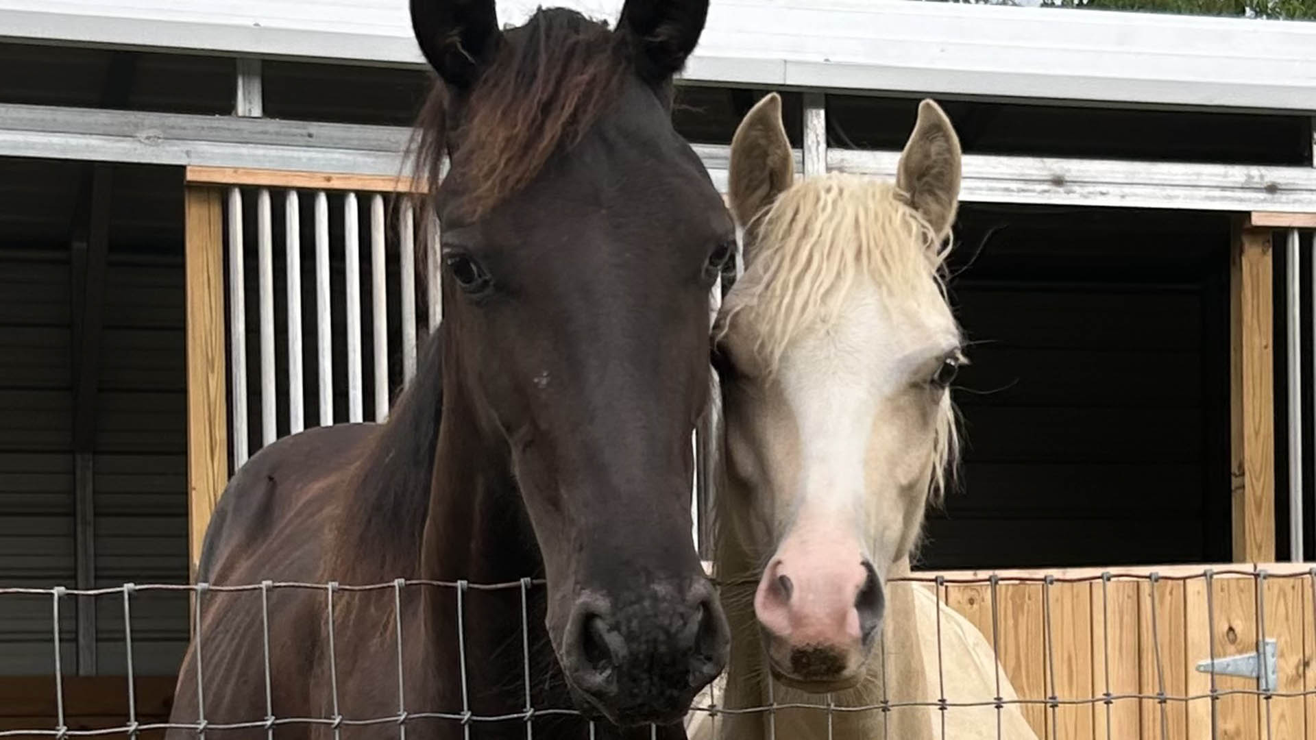 horse farm for sale near Charlottesville VA