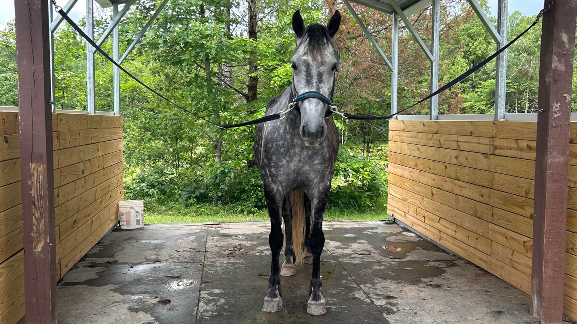 horse farm for sale near Charlottesville VA