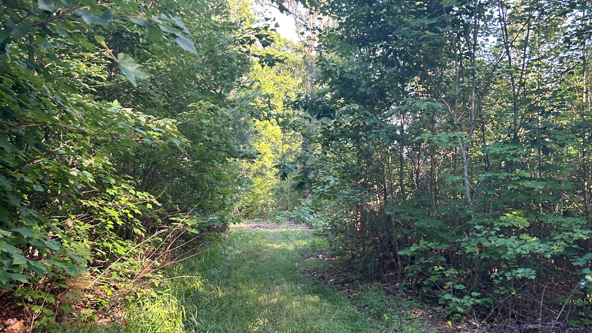 horse farm for sale near Charlottesville VA