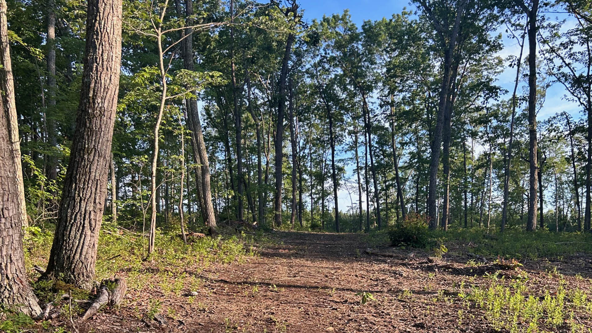 horse farm for sale near Charlottesville VA