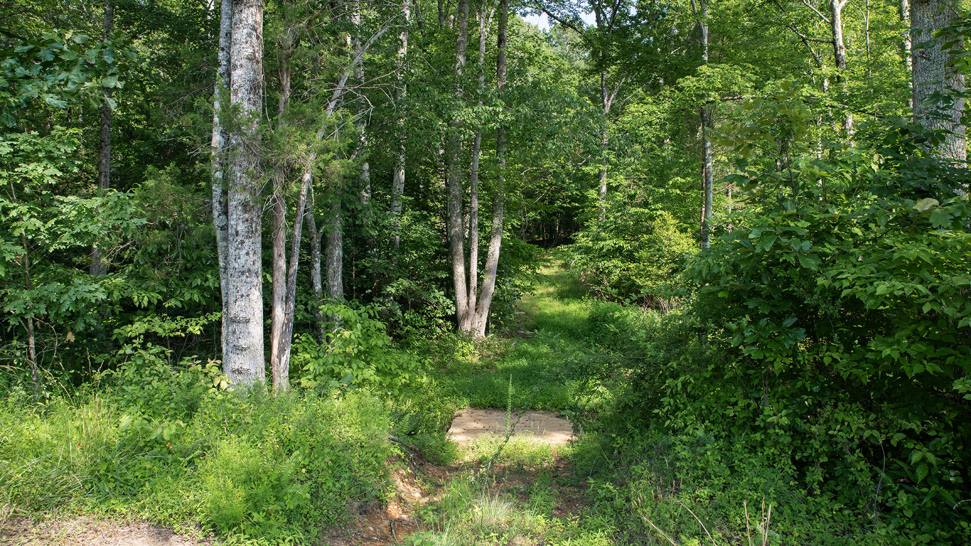 horse farm for sale near Charlottesville VA