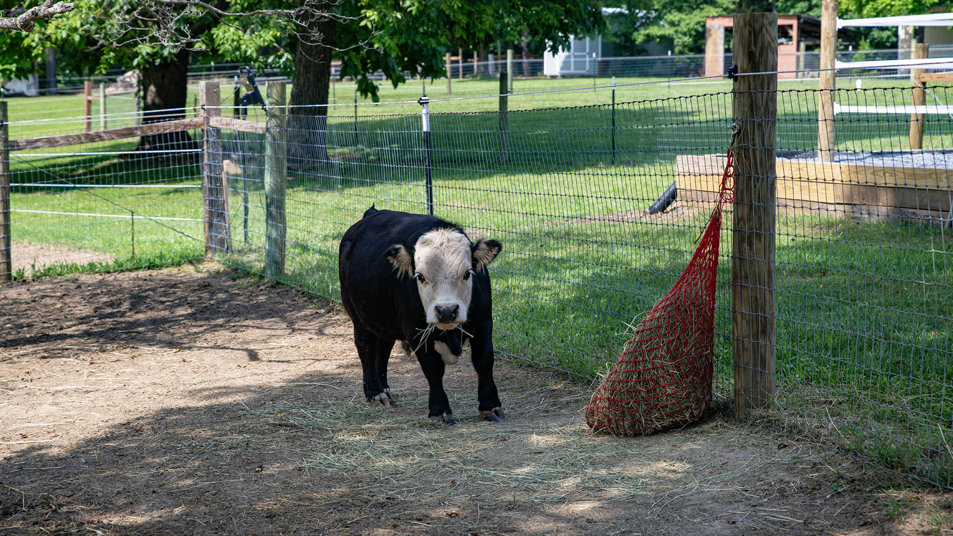 horse farm for sale near Charlottesville VA