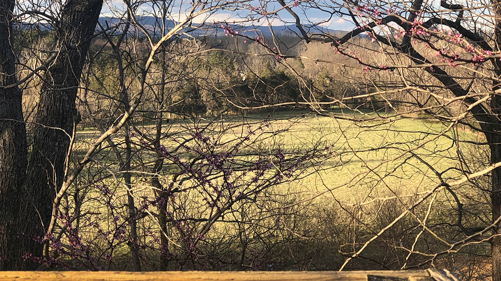 Mountain and pasture views from Scottsville VA home
