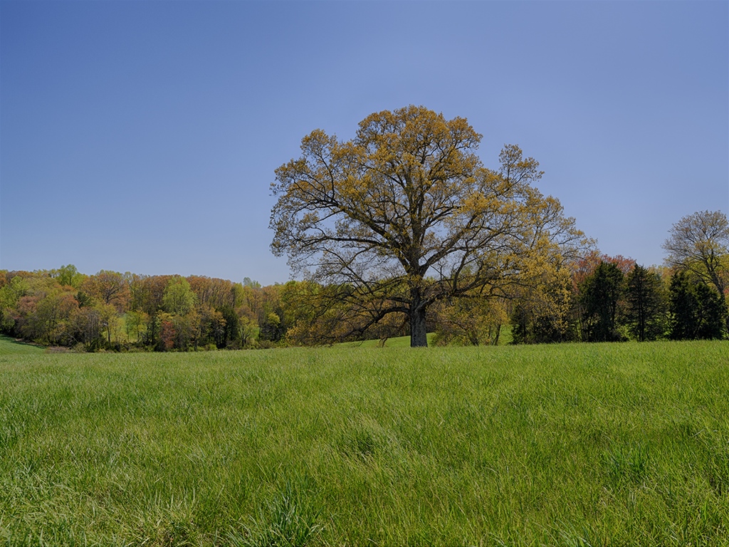 Virginia Farm for Sale