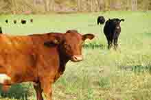Virginia Cattle Farms for Sale