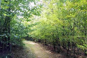 Land for sale in Buckingham County, Virginia  
