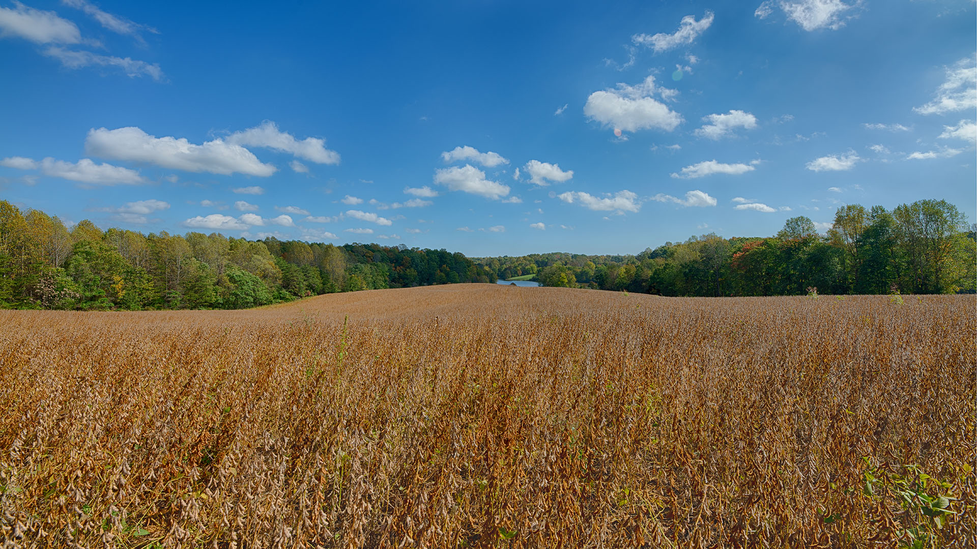 Oakland Road Land for Sale in Louisa County Virginia