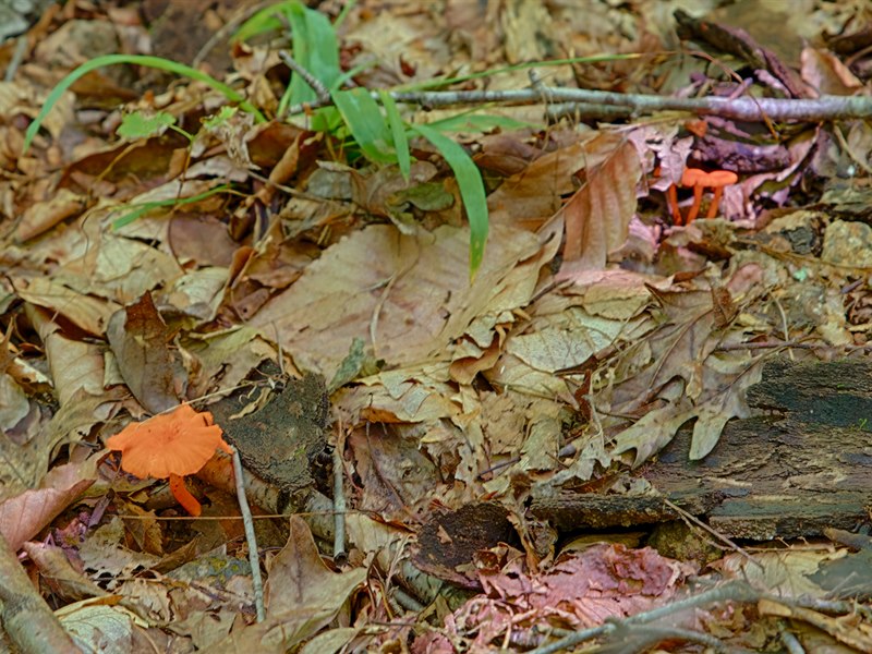 Chanterelle Mushrooms in Nelson County VA