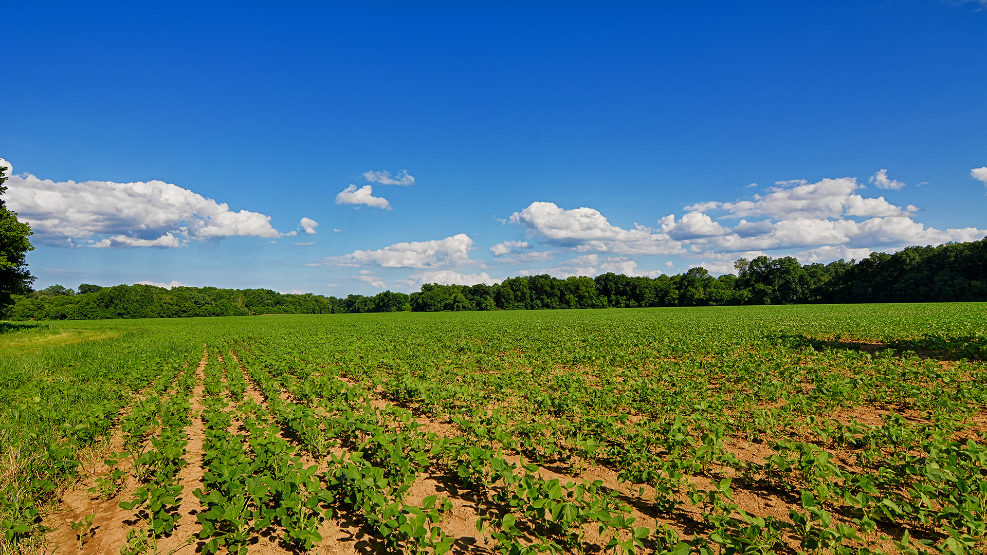 Virginia Cattle Farm for Sale