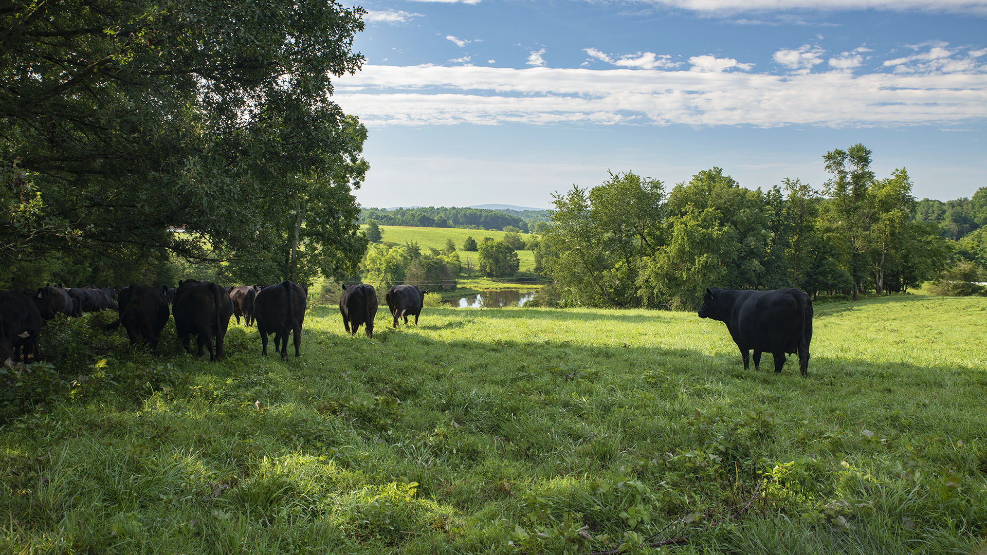 Mount Fern Farm - Large Farm for Sale in Madison County VA