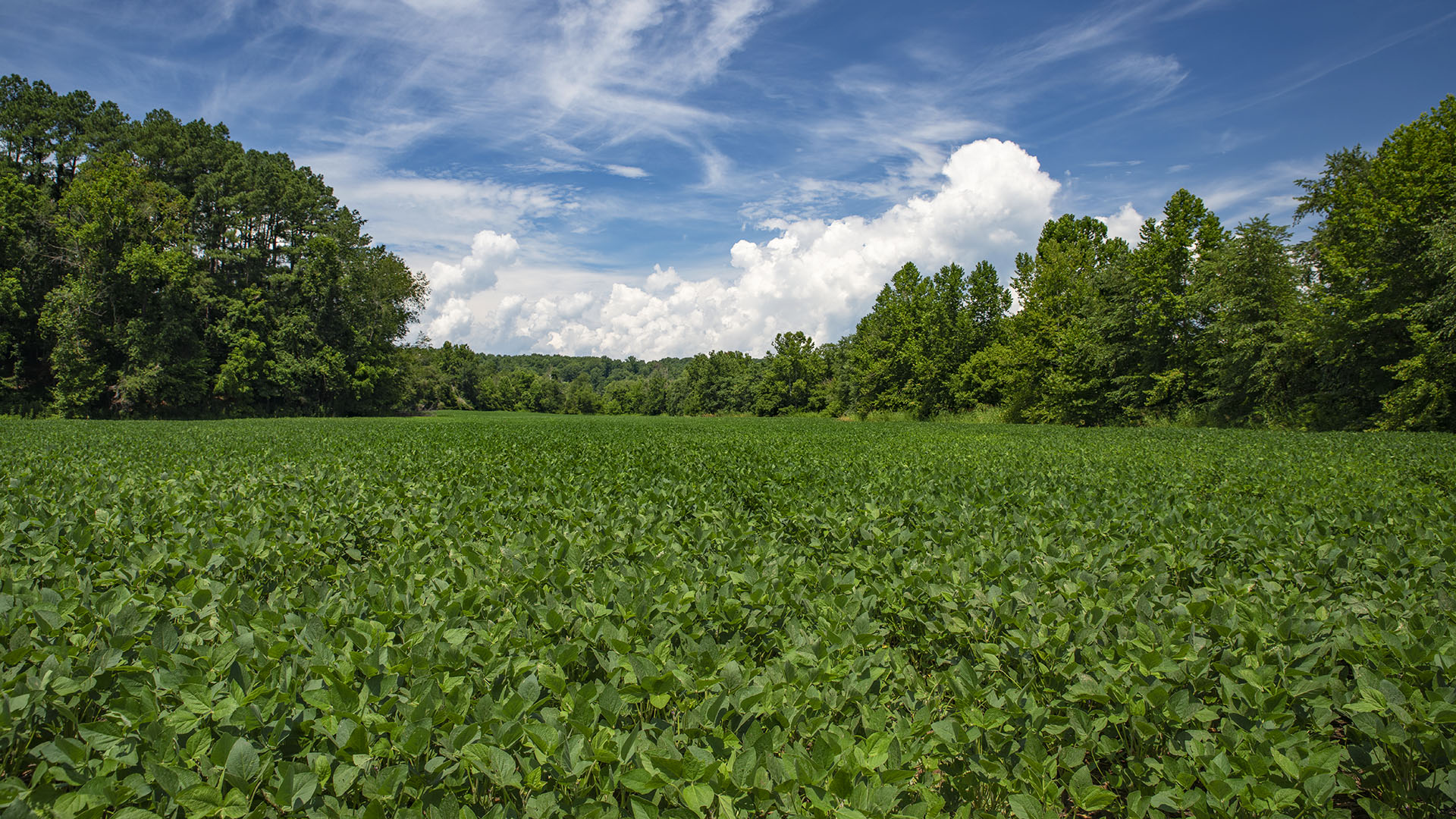 Mount Fern Farm - Large Farm for Sale in Madison County VA