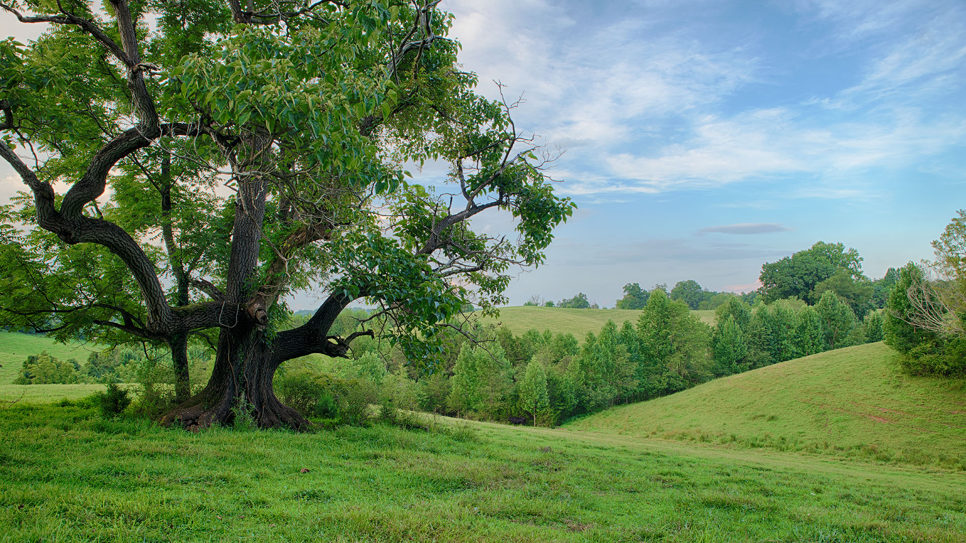 Mount Fern Farm - Large Farm for Sale in Madison County VA