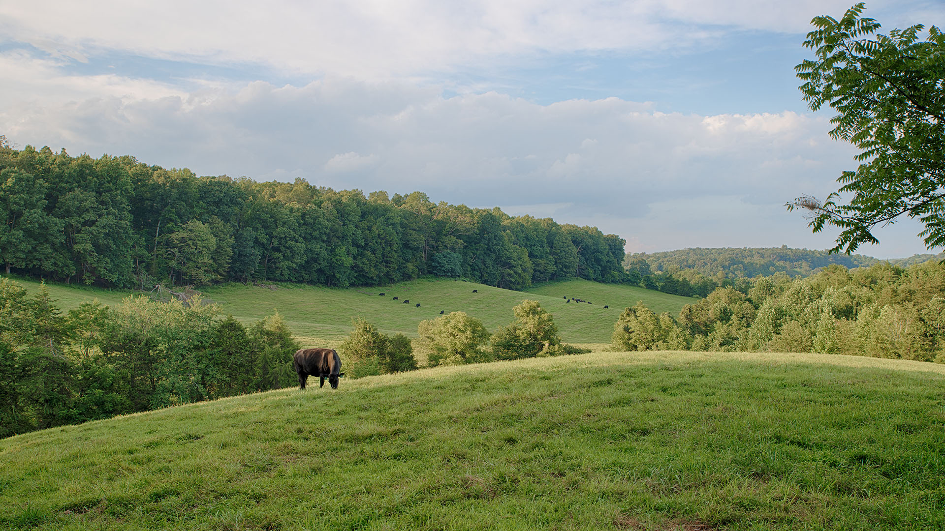 Mount Fern Farm - Large Farm for Sale in Madison County VA