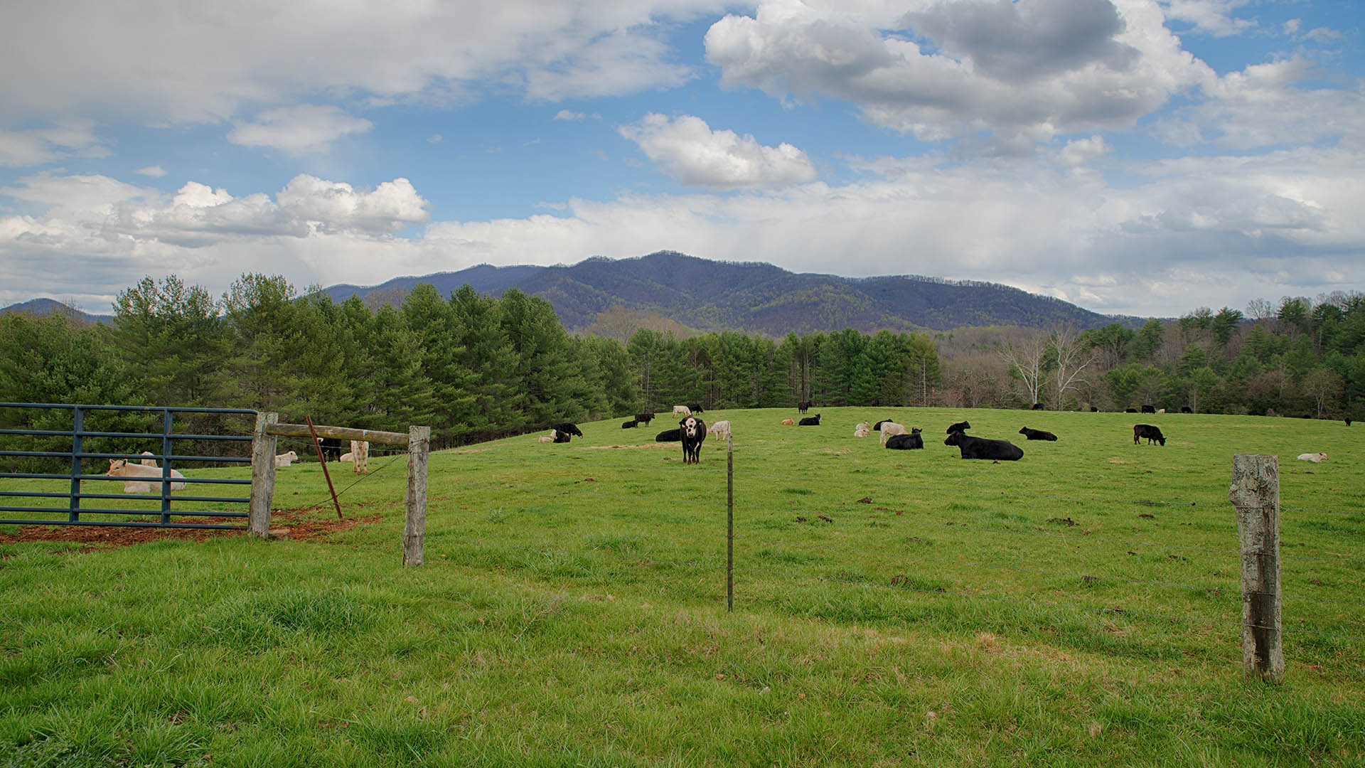 Red Hill - Historic Home for Sale in Virginia