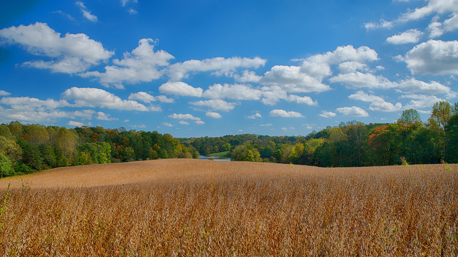 Oakland Road Land for Sale in Louisa County Virginia