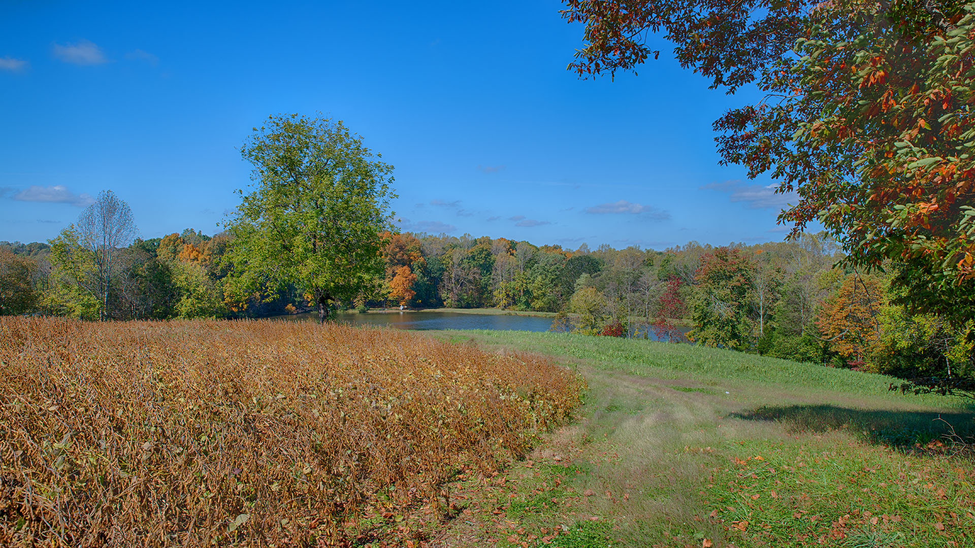 Oakland Road Land for Sale in Louisa County Virginia