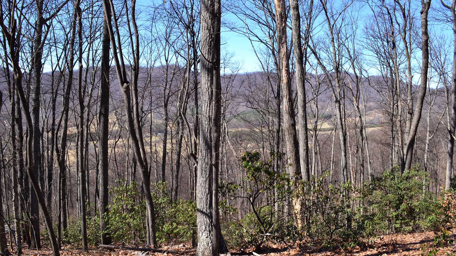 Hunting Land for Sale in Albemarle County Virginia