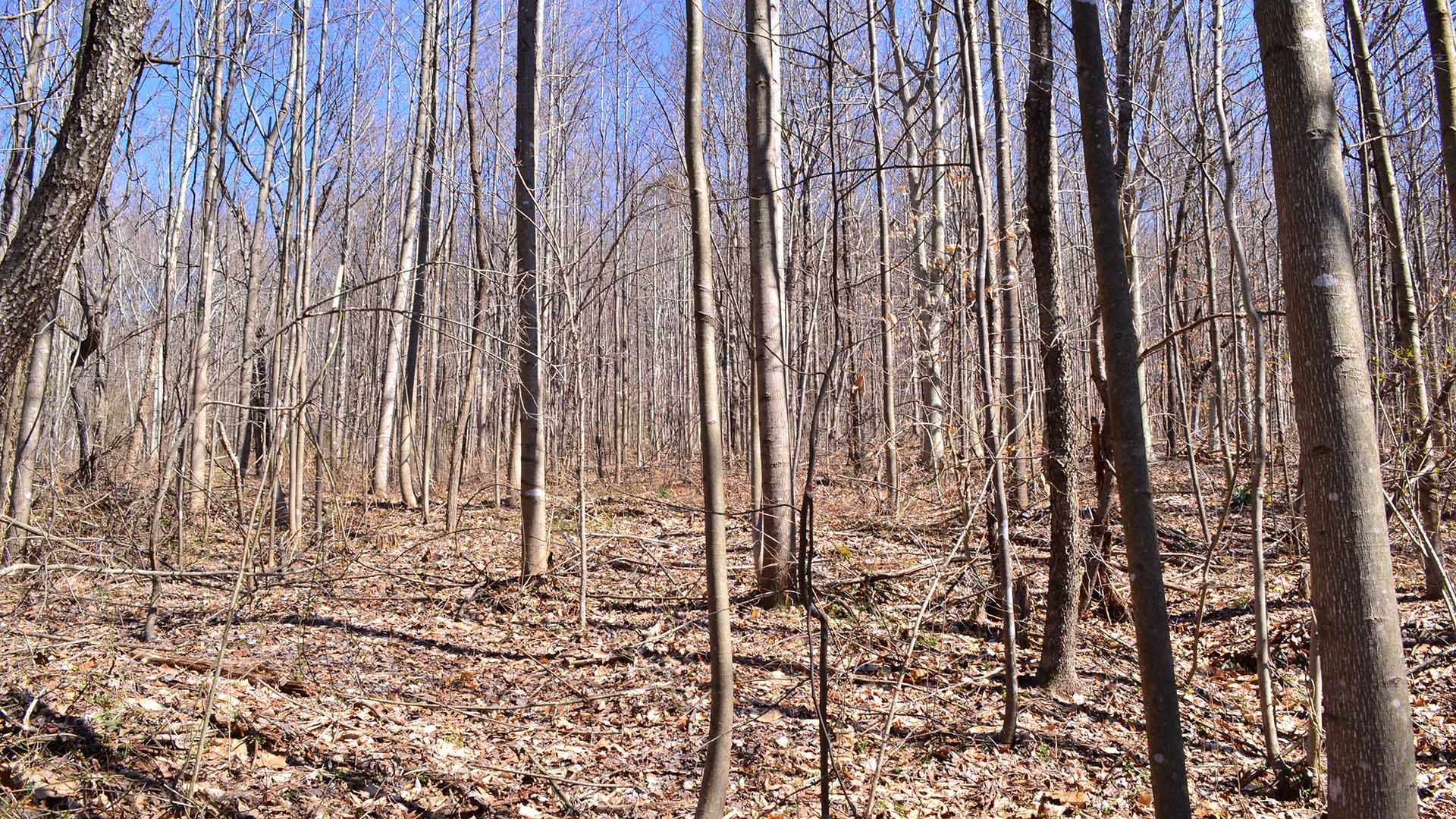 Hunting Land for sale  in Albemarle County Virginia