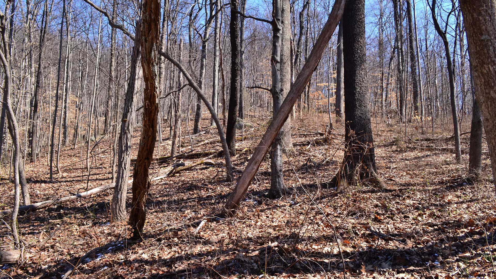 Hunting Land for sale  in Albemarle County Virginia