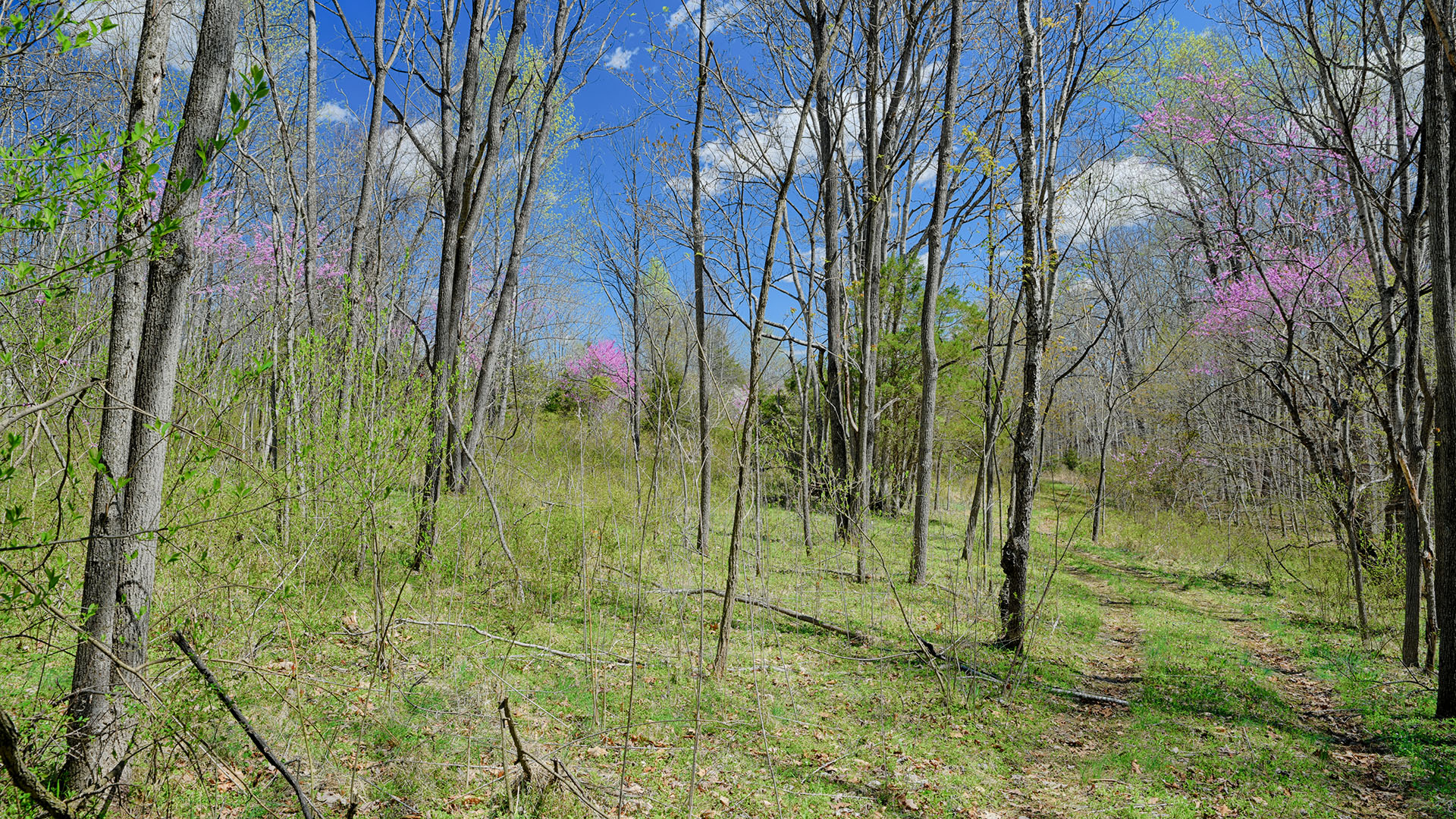 Cove Creek Land for Sale in Nelson County, Virginia
