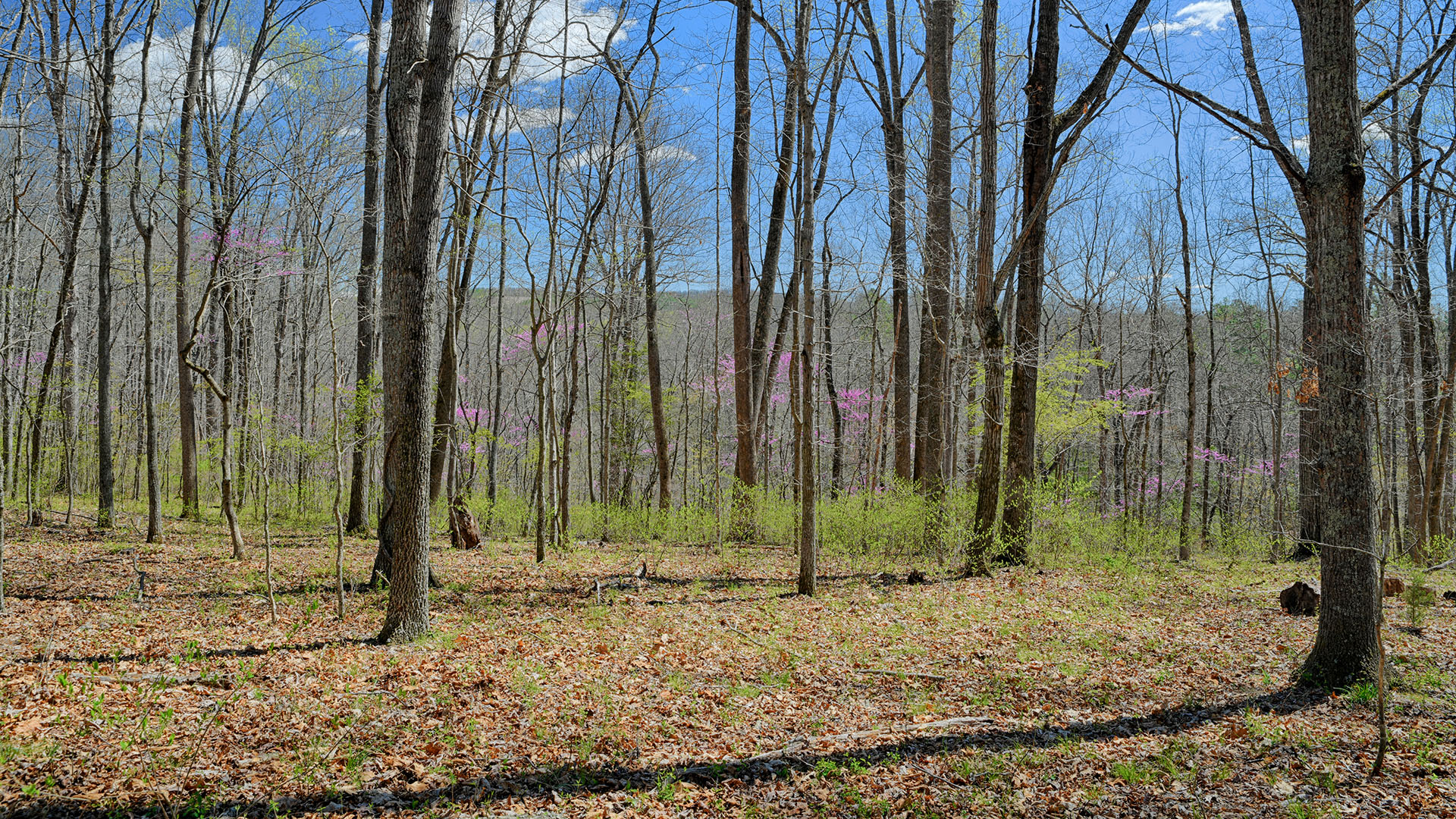 Cove Creek in Faber, Virginia