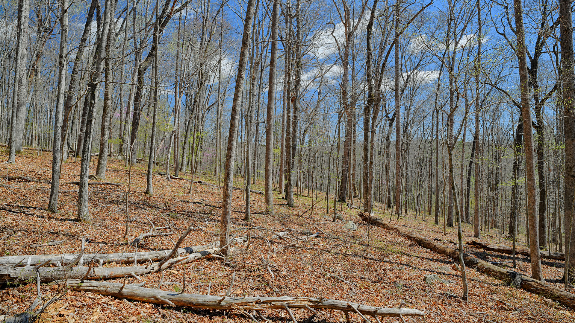 Cove Creek in Faber, Virginia