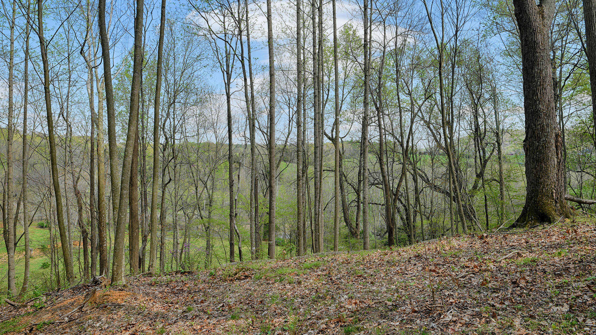 Land for sale in Greene County Va