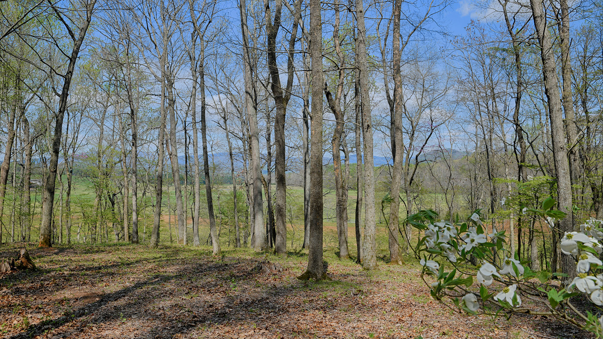 Land for sale in Greene County Va