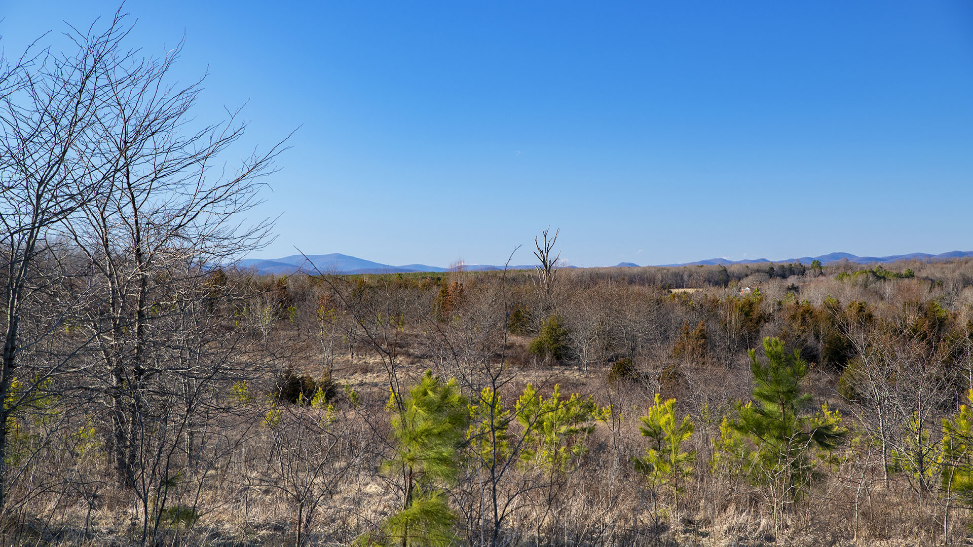 Hunting Land for Sale in Buckingham County Virginia