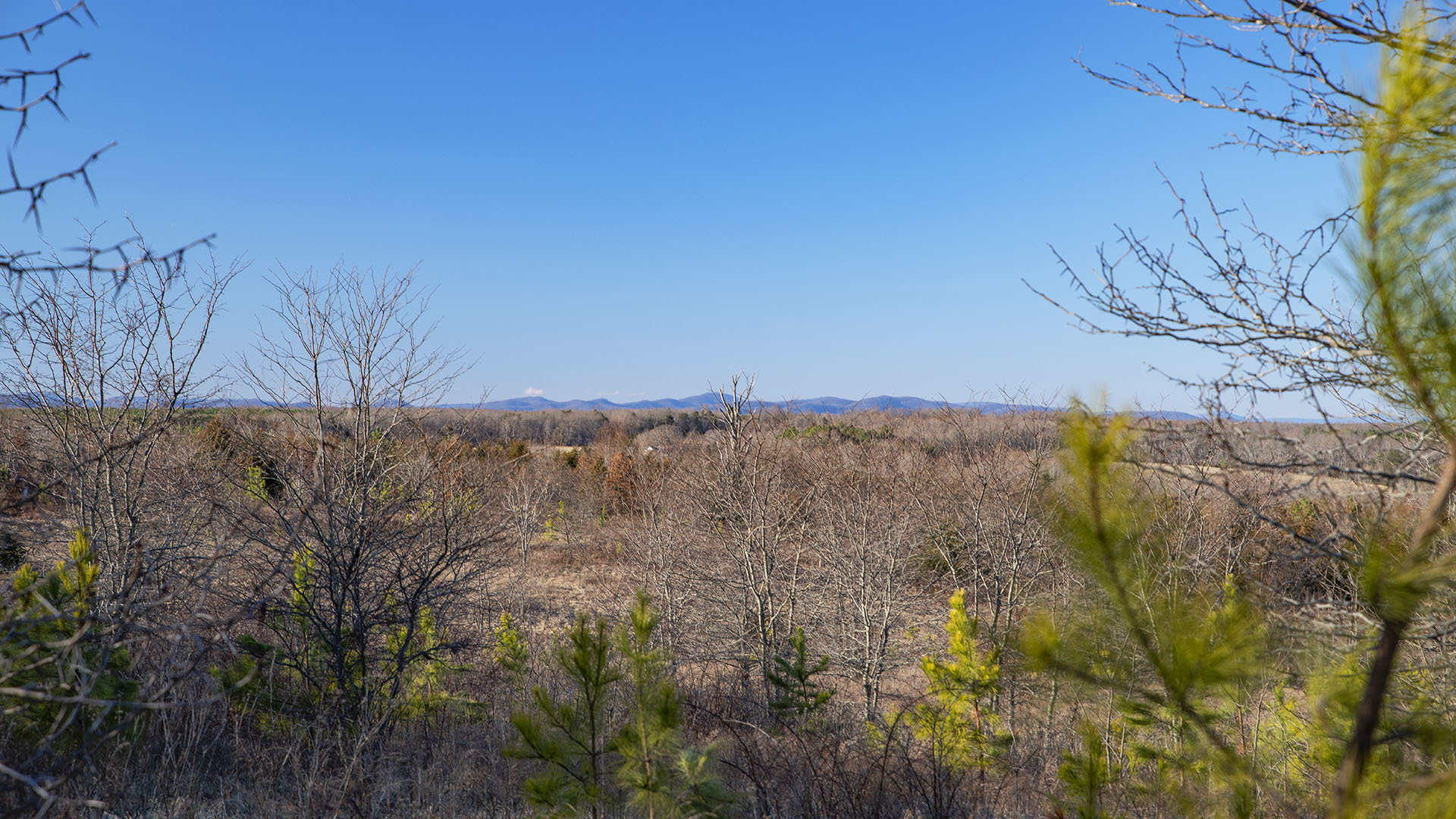 Hunting Land for sale  in Buckingham County Virginia