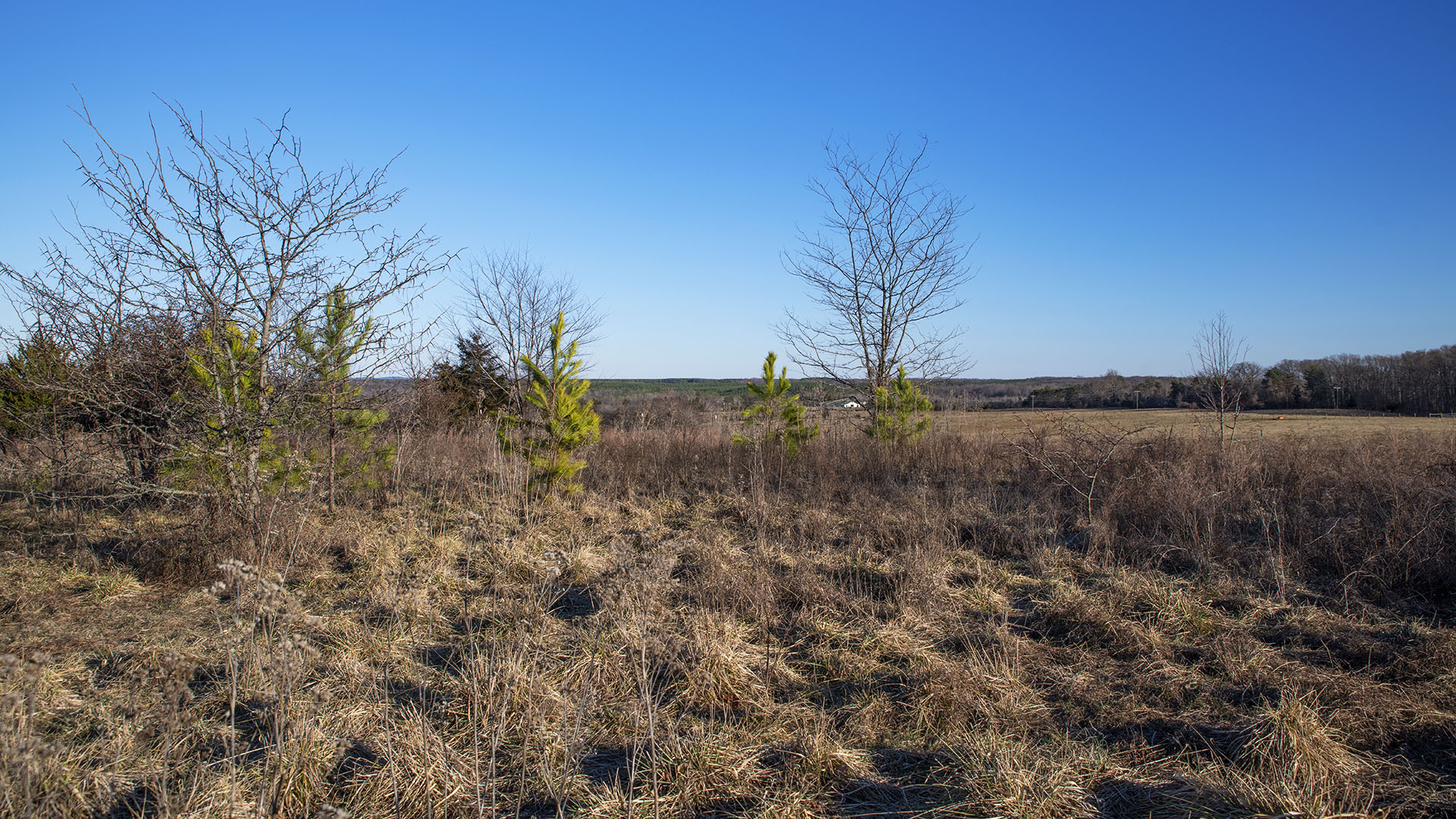 Hunting Land for sale  in Buckingham County Virginia