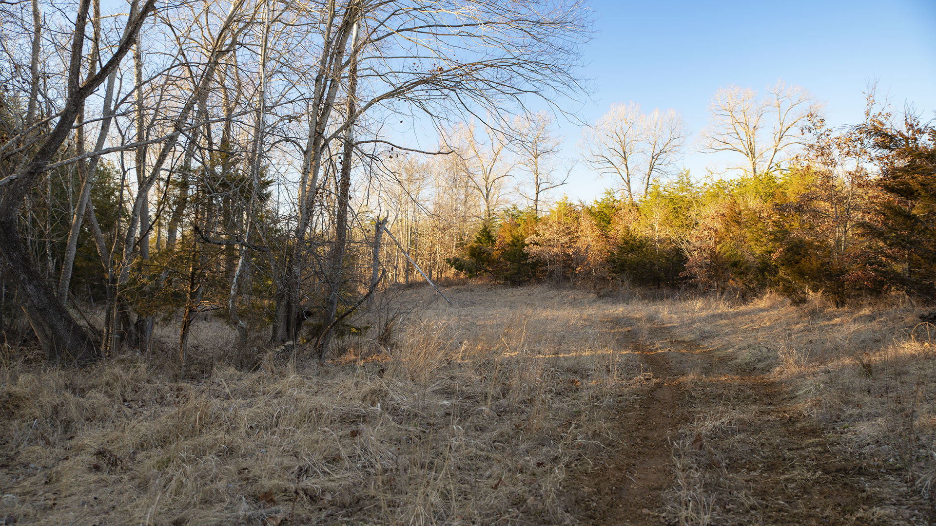 Hunting Land for sale  in Buckingham County Virginia
