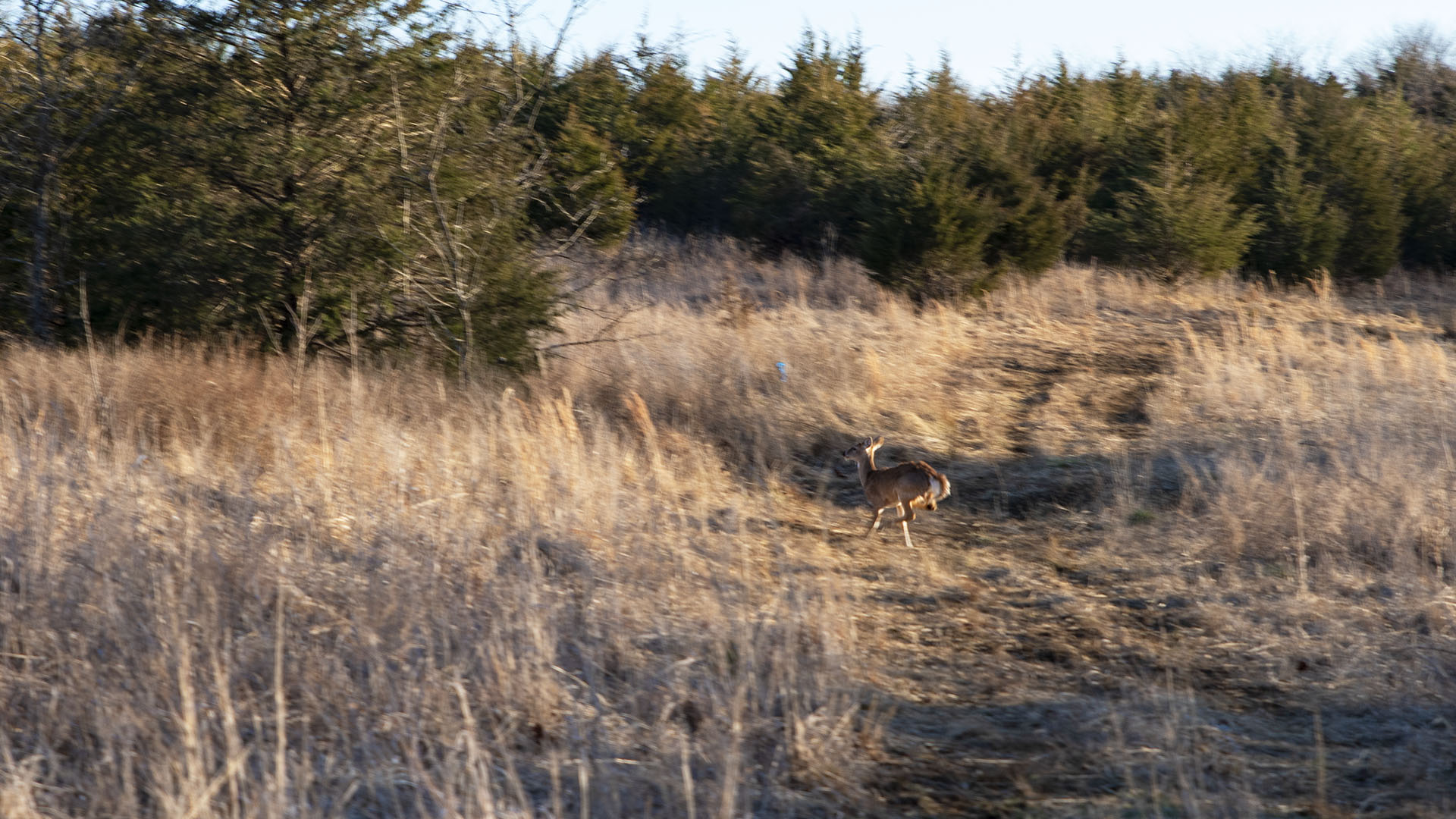 Hunting Land for sale  in Buckingham County Virginia