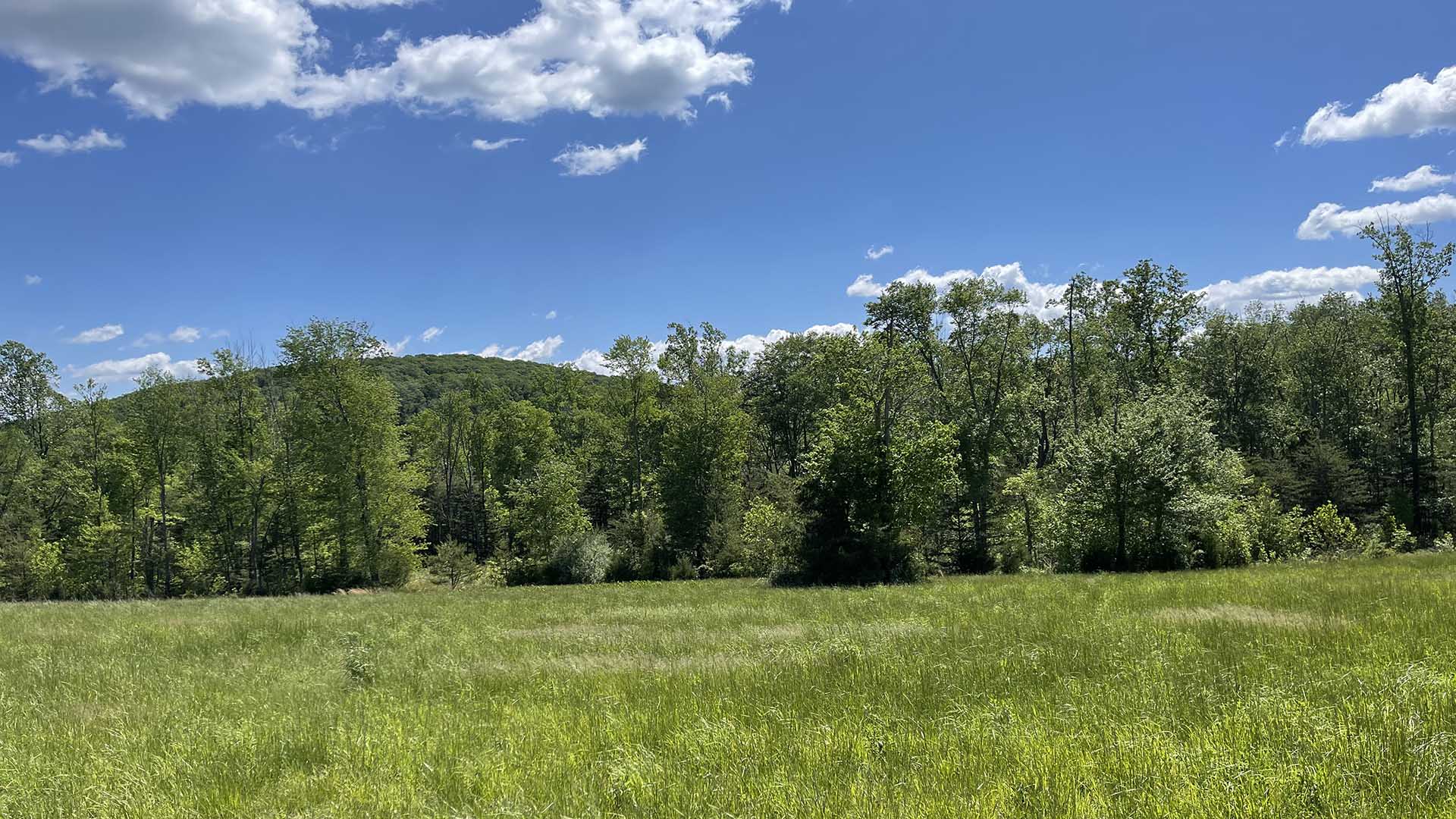 Dudley Mountain Road Land for Sale in Albemarle County Virginia
