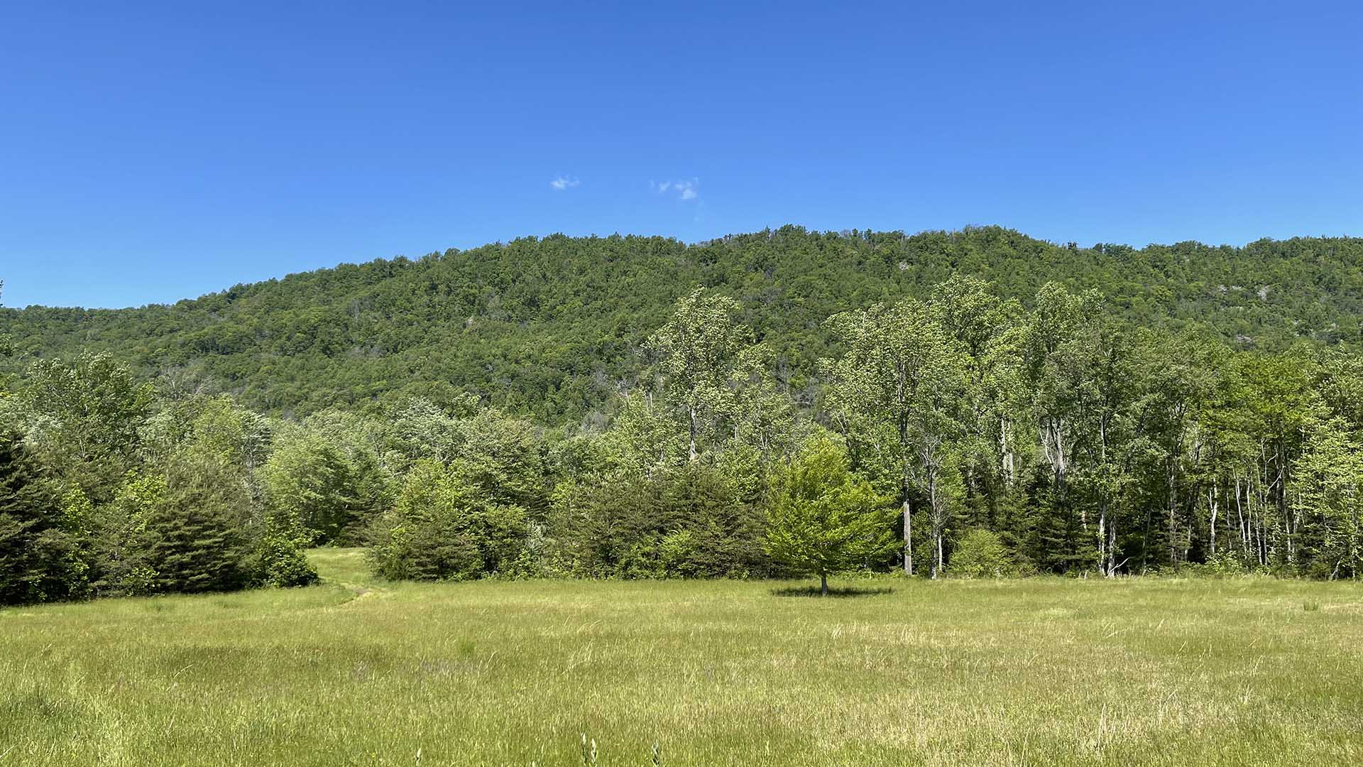 Dudley Mountain Road Land for Sale in Albemarle County Virginia