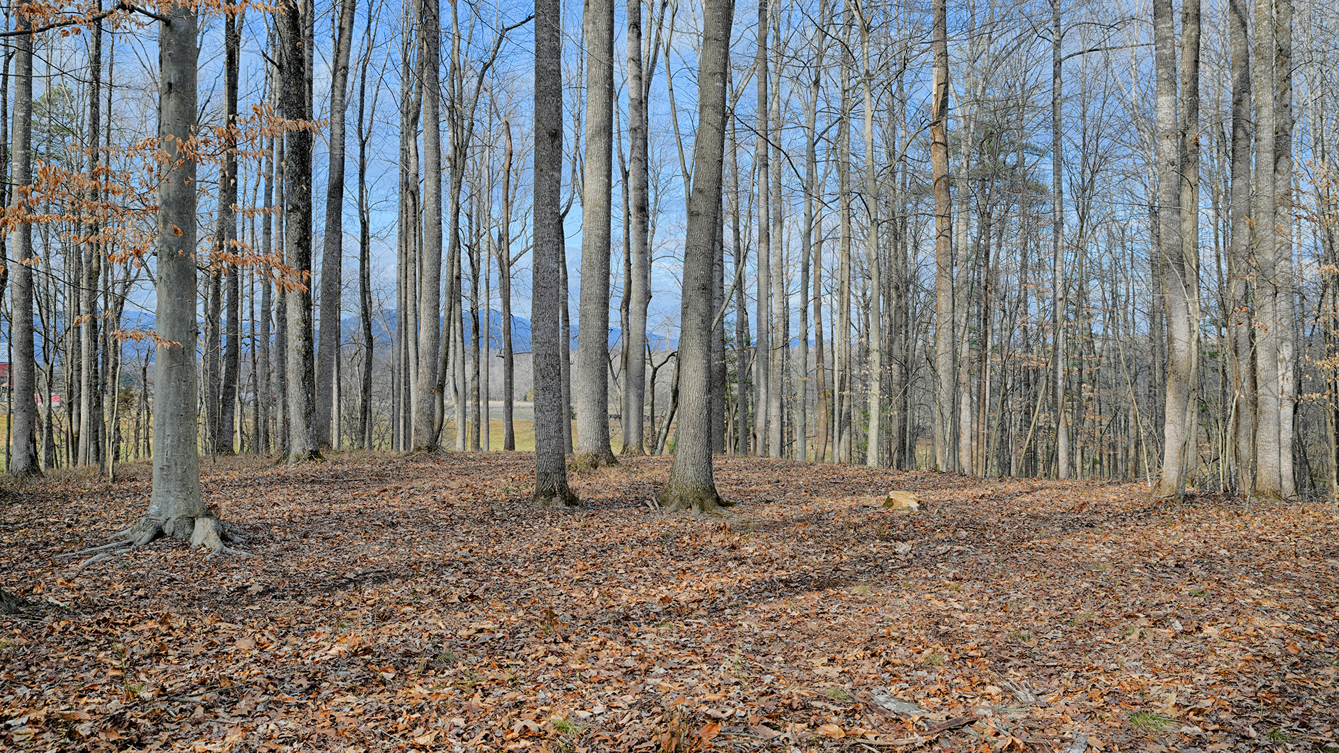 Land for sale in Greene County Va