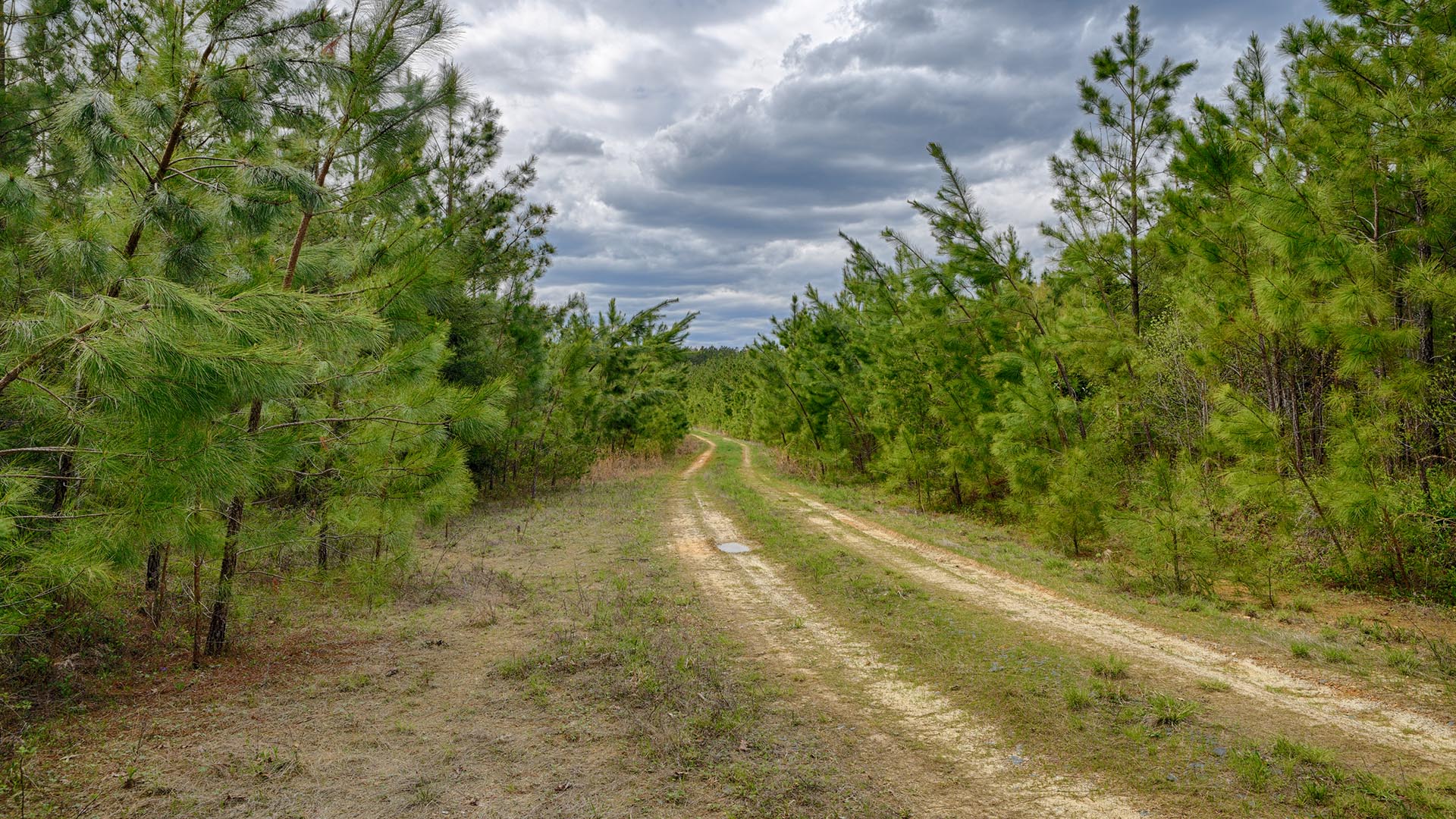 614 Plain Dealing Road Land for Sale in Fluvanna County Virginia