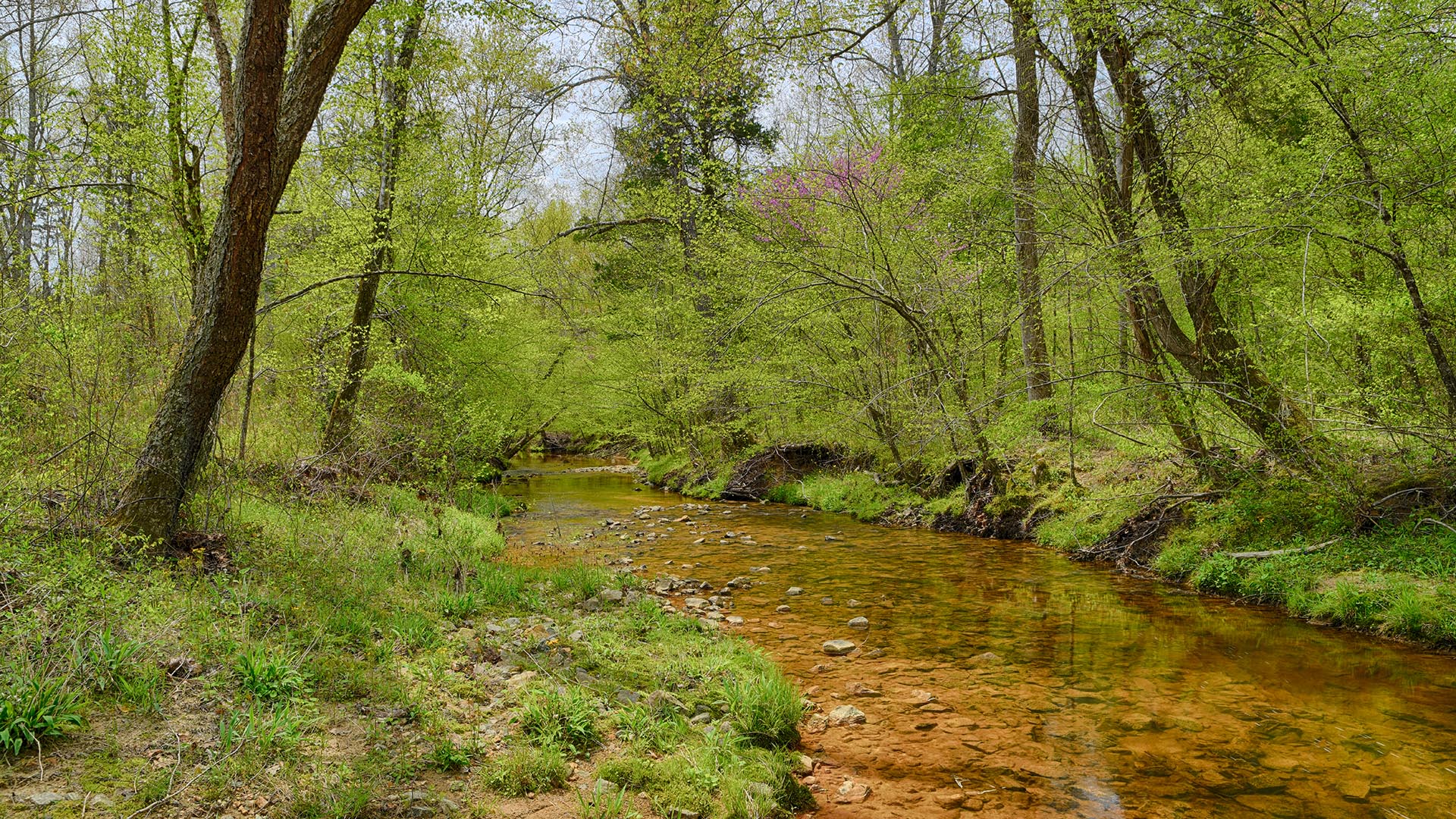 614 Plain Dealing Road Land for Sale in Fluvanna County Virginia